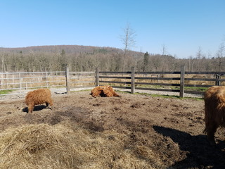  Scottish Bulls