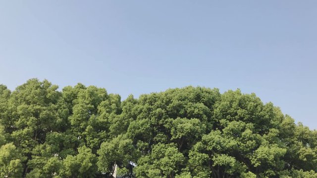 The woodland alongside the river walkway in the sunny day with the wind breezing in the afternoon. The clear blue sky in the background as the copy space ecosystem and environmental protection concept