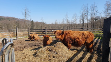  Scottish Bulls