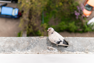 White hungry pigeon with orange eyes is sitting on an abat-jour and looking