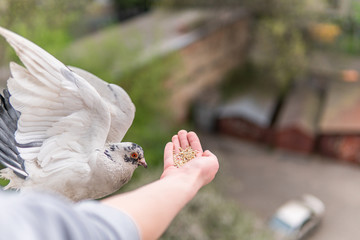 White hungry pigeon with orange eyes is sitting on a hand and eating cereals