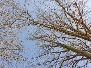 Germany Nature