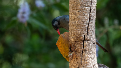 Black Bulbul sitting on tree branch