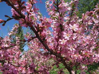 blooming almonds