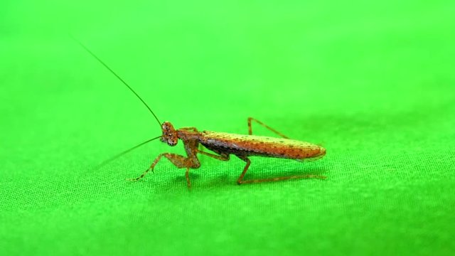 Praying mantis green screen background