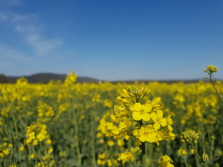 Obraz premium Germany Nature