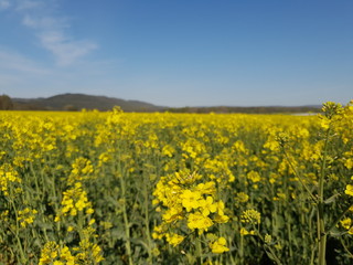 Obraz premium Germany Nature
