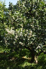 Fototapeta na wymiar Mandarin orange blossoms / Rutaceae evergreen shrub