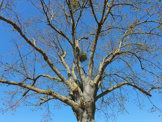 Germany Nature