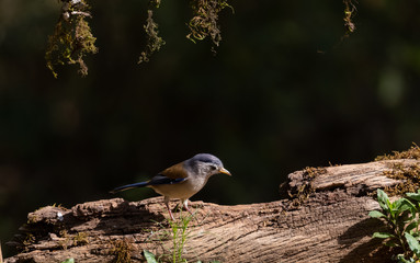 Beautiful bird, Blue-winged Minla (Siva cyanouroptera) minla, also known as the blue-winged Siva, is a species of bird in the family Leiothrichidae.