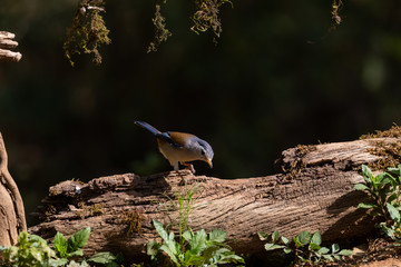 Beautiful bird, Blue-winged Minla (Siva cyanouroptera) minla, also known as the blue-winged Siva, is a species of bird in the family Leiothrichidae.