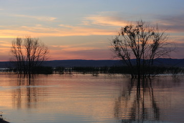 Sunset at the river, tree silhouette reflection on the water surface