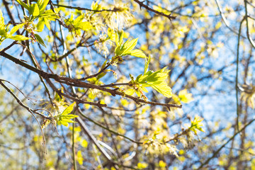 spring in city - twigs with young leaves ash-leaved maple close up and blue sky on background (focus on green leaves on foreground) in urban yard