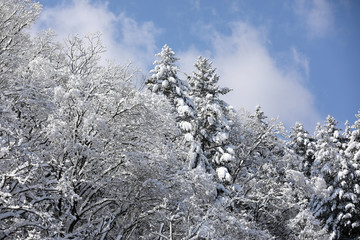 Beautiful snow-covered winter forest in Korea.
