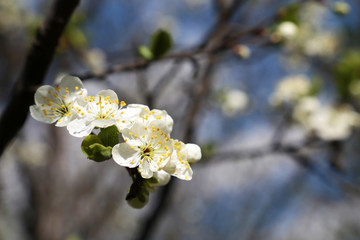 Cherry blossom in spring, selective focus. White flowers and buds on a branch in a garden