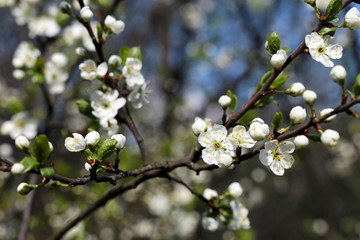 Plum blossom in spring, selective focus. White flowers and buds on a branch in a garden