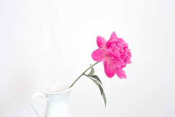 Pink peonies in white enamelled vase. Blooming flower over white walls of provence interior. Cozy Home interior with decor elements. White peonies in a vase on a white background.