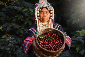woman unidentified coffee farmer is harvesting coffee berries in the coffee farm, arabica coffee berries with agriculturist hands ,vintage style,Focus on coffe berries,Thailand