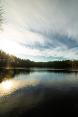 Fototapeta premium Pine forest landscape in Russia 