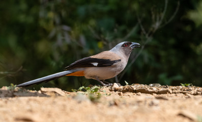 Beautiful bird, Grey Treepie (Dendrocitta formosae) Bird photographed in Sattal