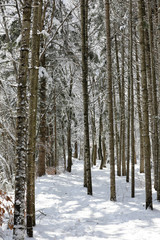Snowy winter forest road. Odaesan national park, Gangwon-do, Korea
