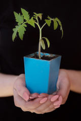 green sprout in hands on a black background