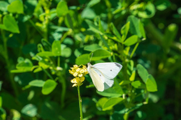 butterfly posing on a flower