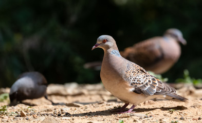 Turtle Dove bird posing on ground at Sattal, Uttrakhand