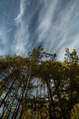 Obraz na płótnie Canvas clouds landscape at summer day