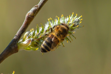 bee on the blooming Bud of a tree, a bee on a flower