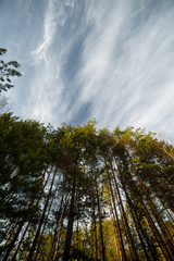 clouds landscape at summer day