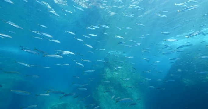 fish scenery underwater sun beams sun rays underwater mediterranean sea sun shine