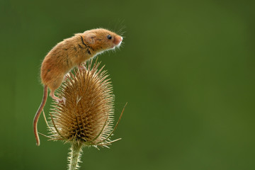 Fototapeta na wymiar Face to face with Harvest mouse Micromys minutus