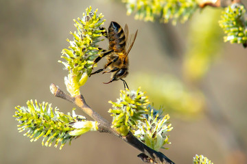 bee on the blooming Bud of a tree, a bee on a flower