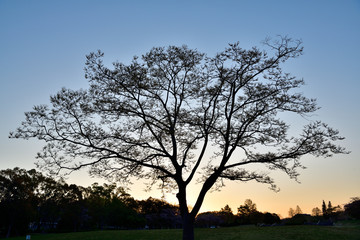 Fototapeta premium 夜明け