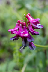 The mountain and the clouds in a patagonian park 