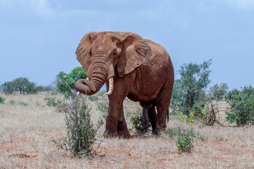 Fototapeta premium elephant in the wild