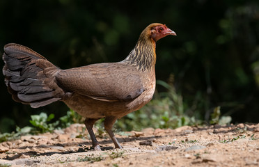 Jungle Fowl female bird photographed in Satal, Uttarakhand, India