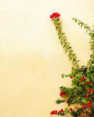 red flowers on yellow background