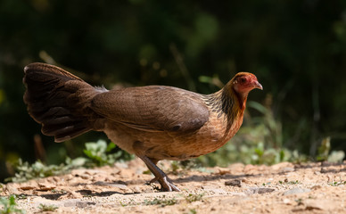 Jungle Fowl female bird photographed in Satal, Uttarakhand, India