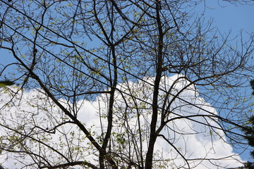 Obraz premium Silhouette of tree with blue sky