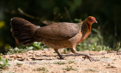 Jungle Fowl female bird photographed in Satal, Uttarakhand, India