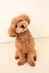 かわいいトイプードル