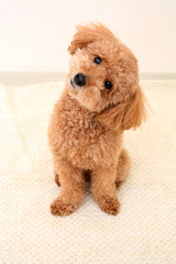 かわいいトイプードル