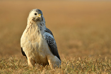 The common buzzard Buteo buteo