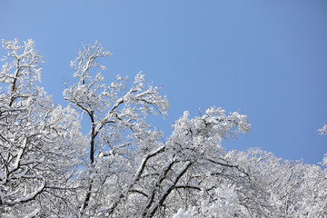 Beautiful snow-covered winter forest in Korea.