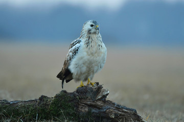 The common buzzard Buteo buteo