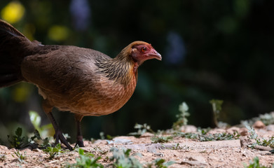 Jungle Fowl female bird photographed in Satal, Uttarakhand, India