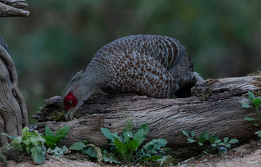 Khaleej Pheasant (Lophura leucomelanos) Female bird photographed in Sattal, Uttarakhand