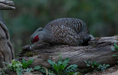 Khaleej Pheasant (Lophura leucomelanos) Female bird photographed in Sattal, Uttarakhand